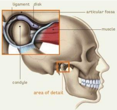 Anatomy of the TMJ